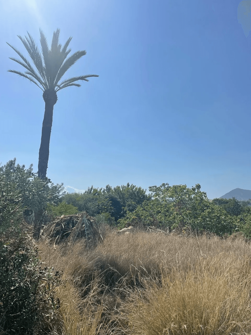 Terrain a Altea, Altea
