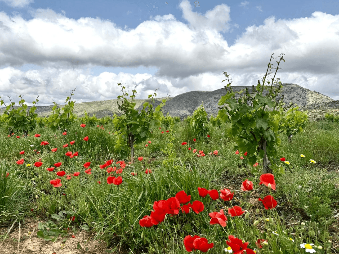 Country Houses - Fincas en venta en Teulada