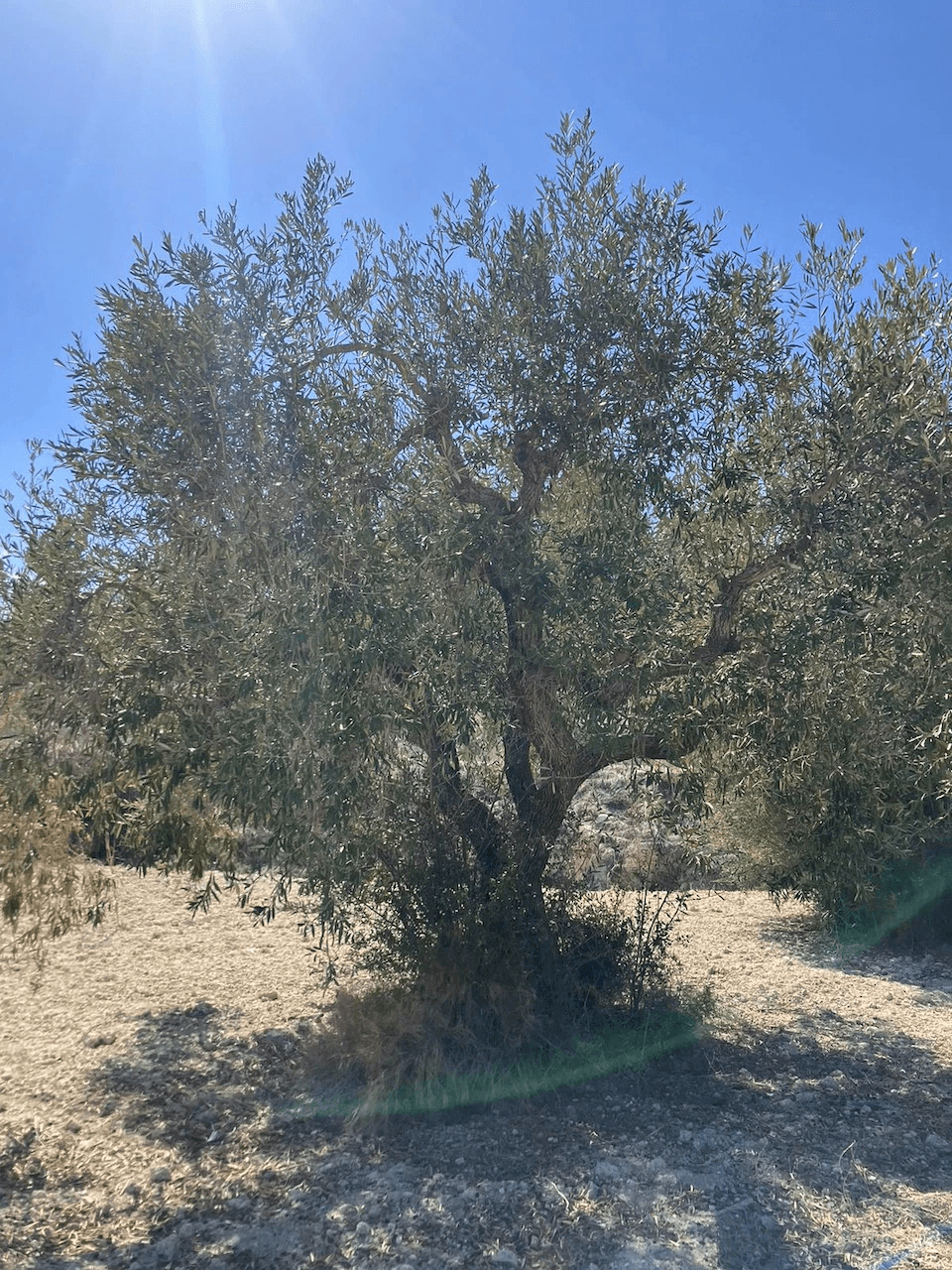 Plots of Land en venta en Benissa