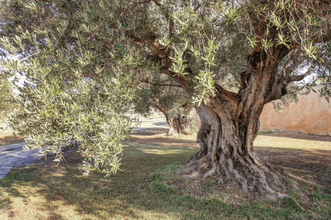 Country Houses - Fincas en venta en Moraira