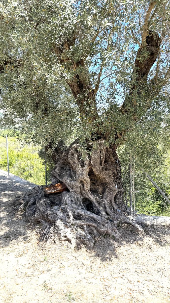 Un oasis de paz. Una propiedad de ensueño con un amplio terreno y total privacidad cerca de Denia, Oliva y Jávea.